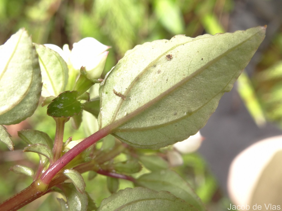 Sonerila pumila Thwaites